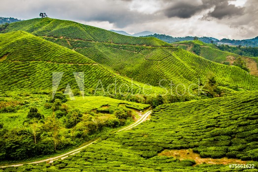 Bild på Green Tea Plantation with Path Cameron Highlands Malaysia